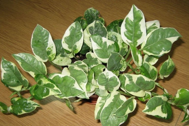 Сциндапсус Энджой