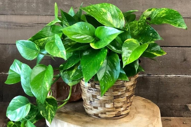 Температура