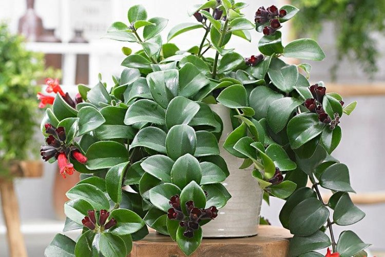 Эсхинантус – фото