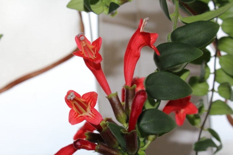 Эсхинантус – фото