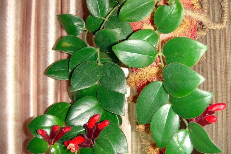 Эсхинантус – фото