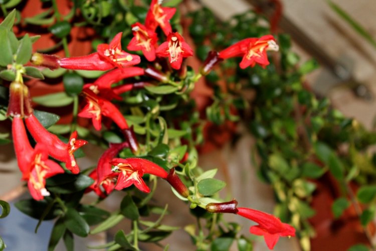 Эсхинантус – фото