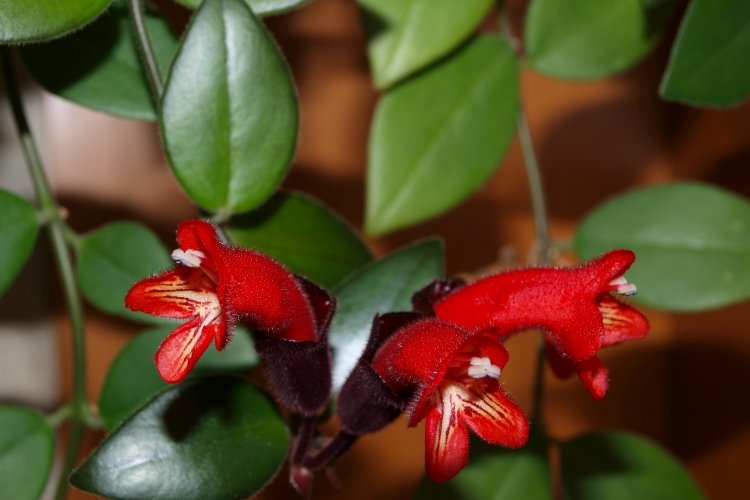 Эсхинантус – фото