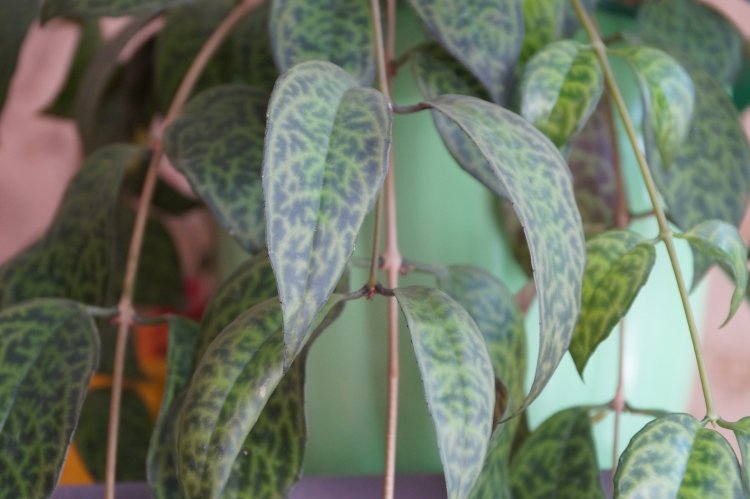 Эсхинантус – фото