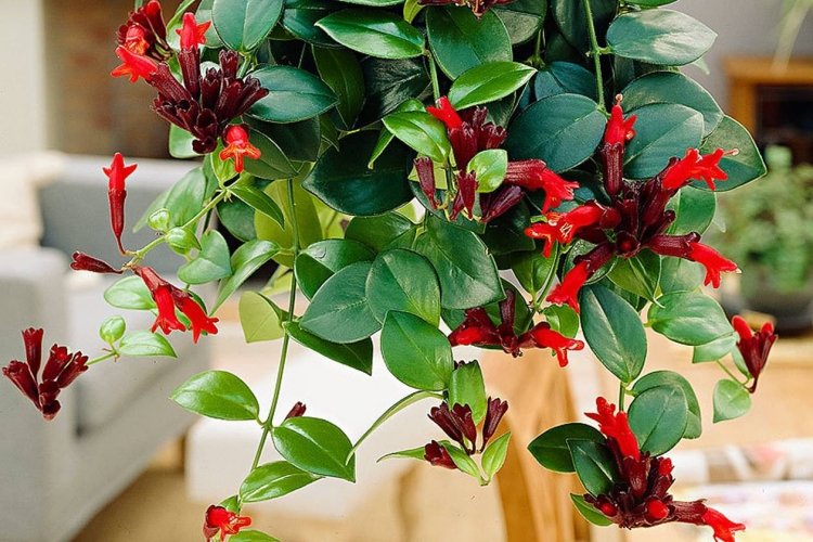 Эсхинантус Мона Лиза