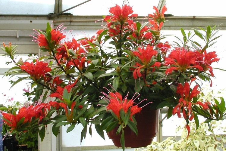 Эсхинантус – фото