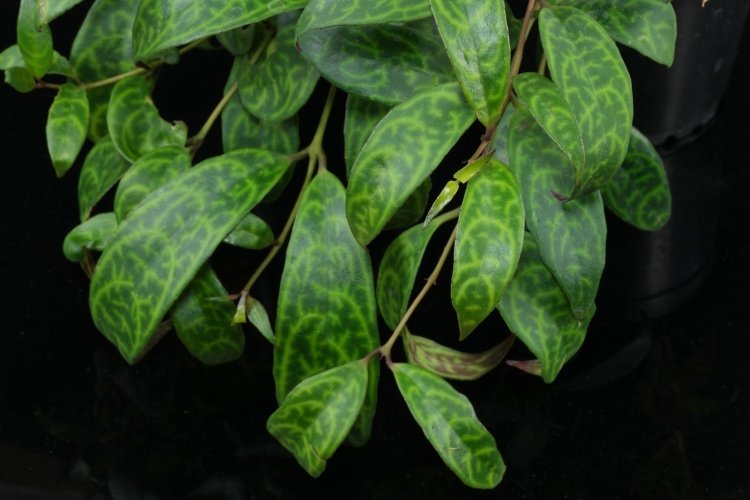 Эсхинантус – фото