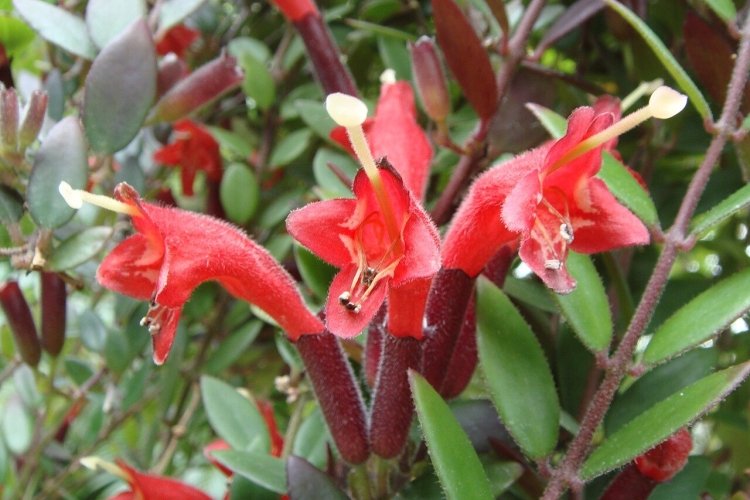 Эсхинантус – фото