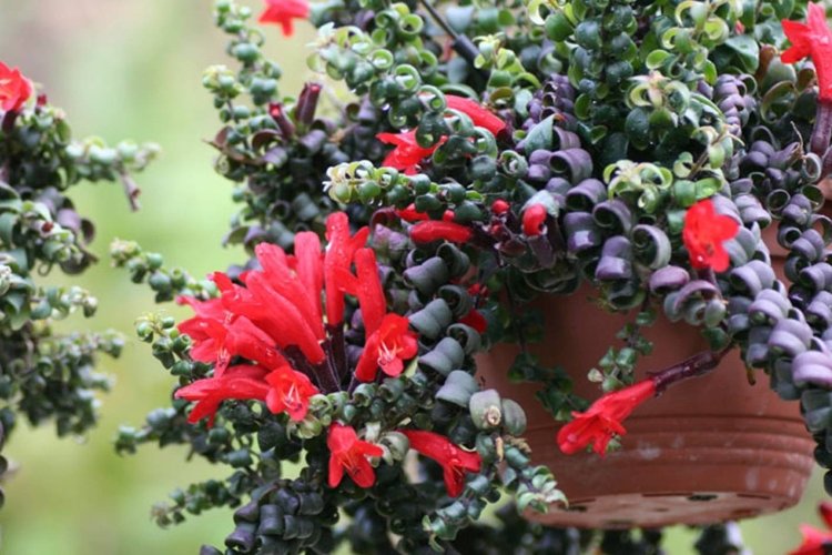 Эсхинантус Твистер