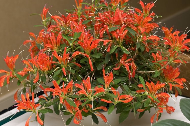 Температура