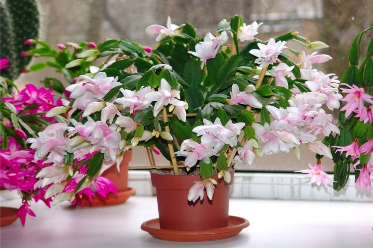 Общая информация