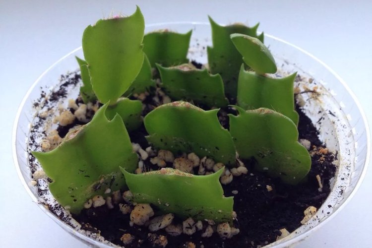 Размножение и посадка декабриста