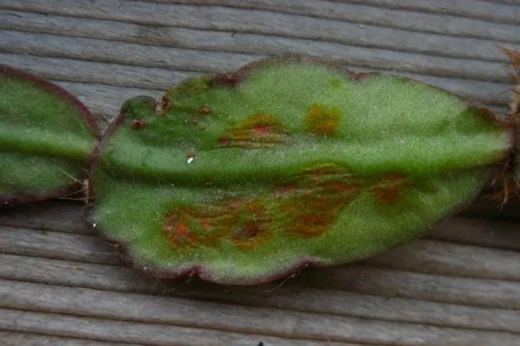 Борьба с вредителями и болезнями