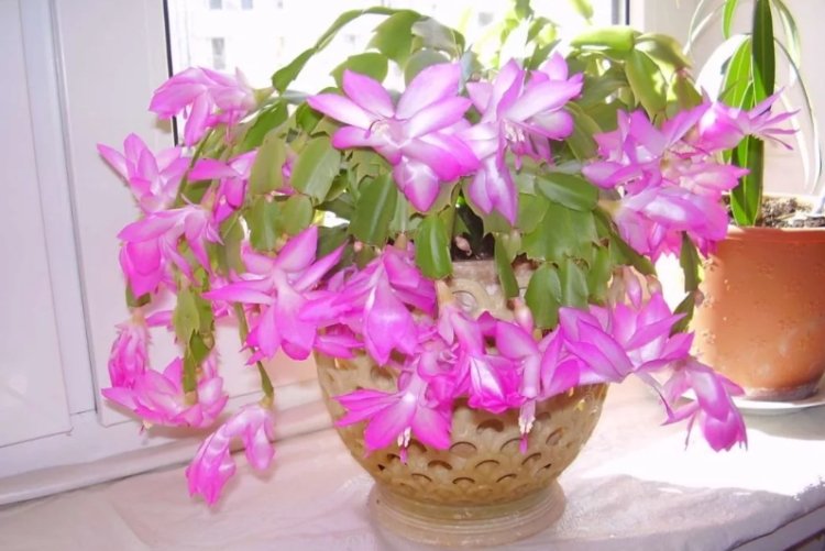 Декабрист – фото