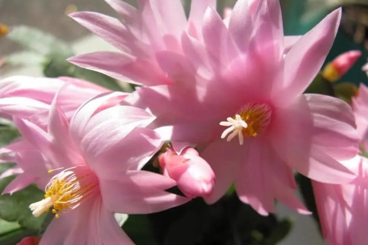 Декабрист – фото