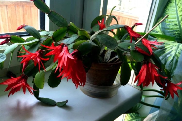 Декабрист – фото