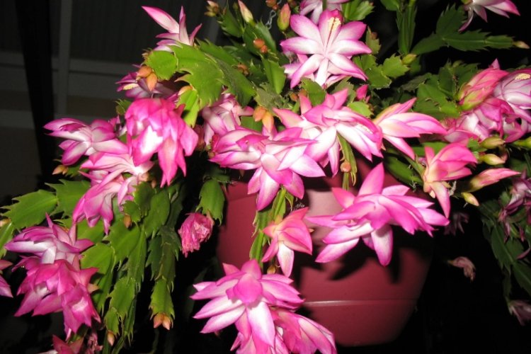 Декабрист – фото