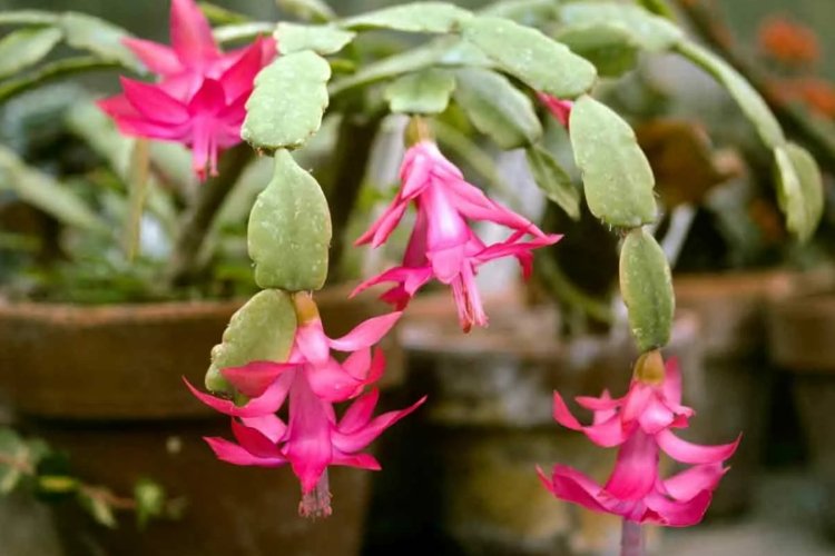 Декабрист – фото