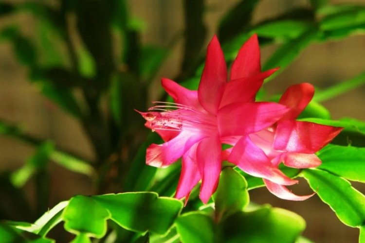 Декабрист – фото