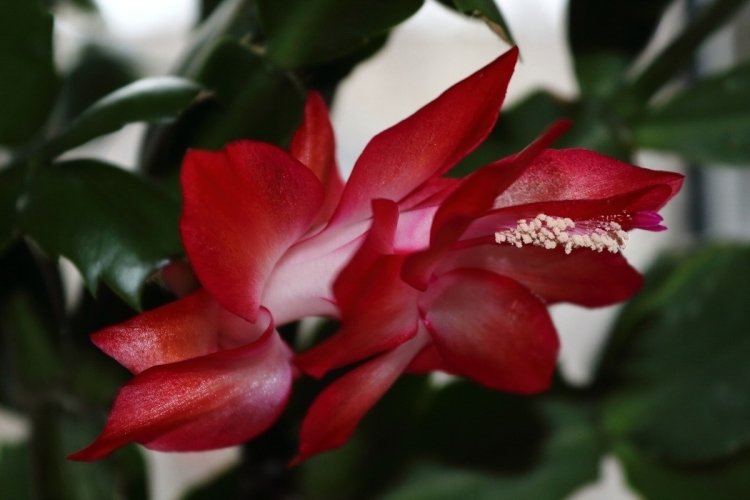 Декабрист – фото