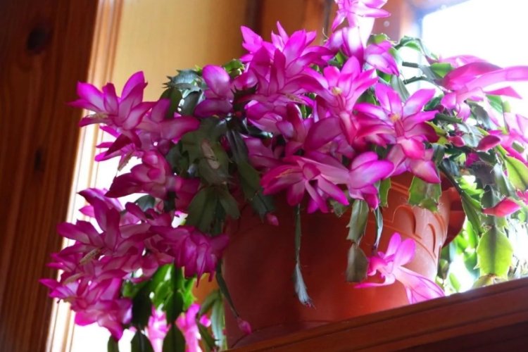 Декабрист – фото