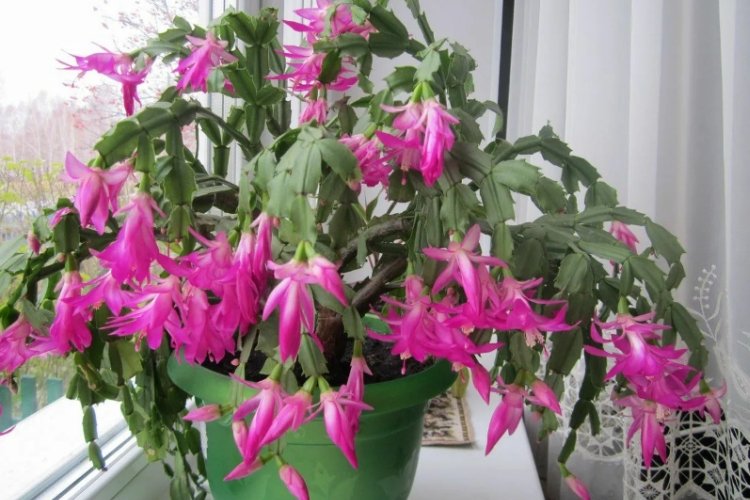 Декабрист – фото