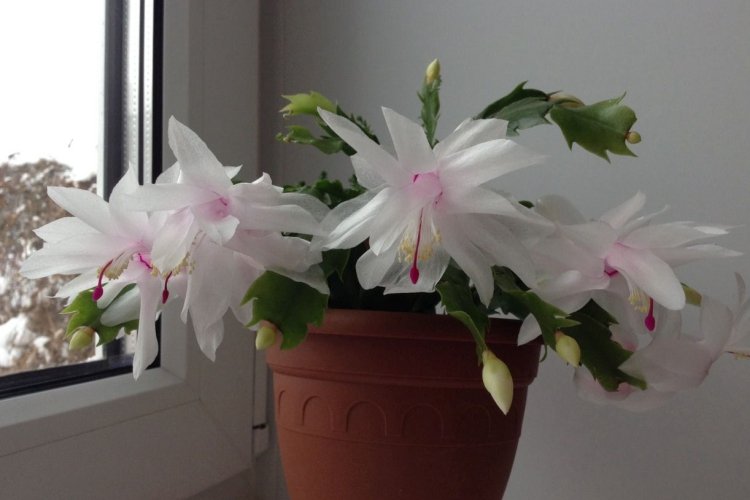 Декабрист – фото