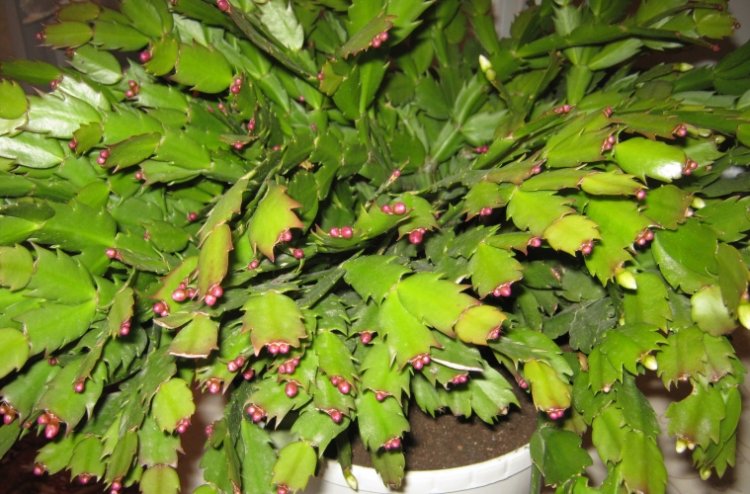 Декабрист – фото