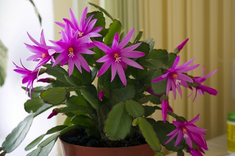 Декабрист – фото