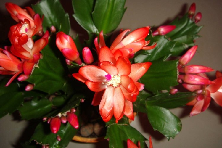 Температура