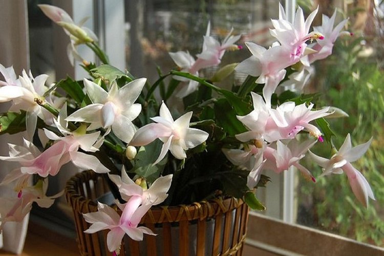 Декабрист – фото