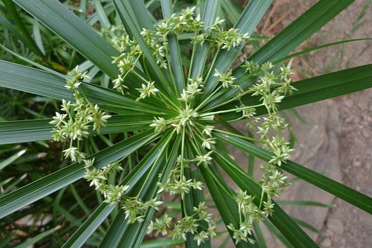 Влажность и опрыскивания