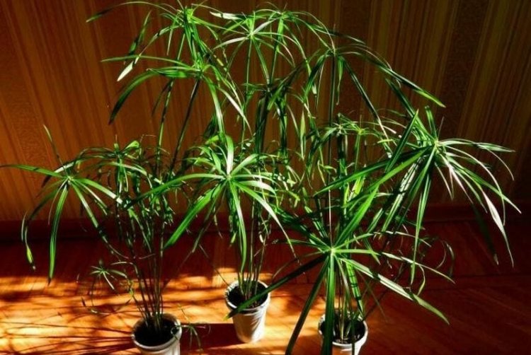 Изящный циперус