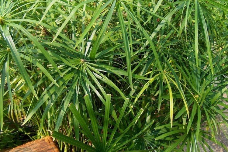 Циперус – фото