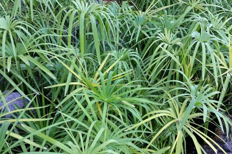 Циперус – фото