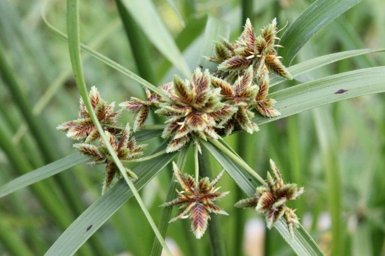 Циперус – фото