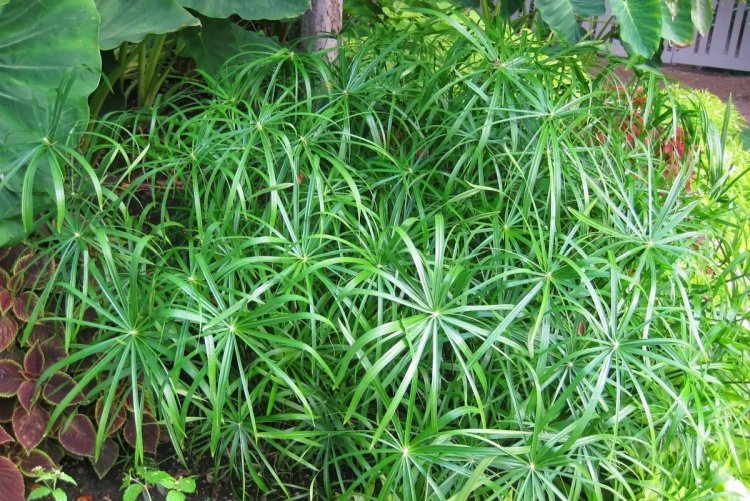 Очереднолистный циперус