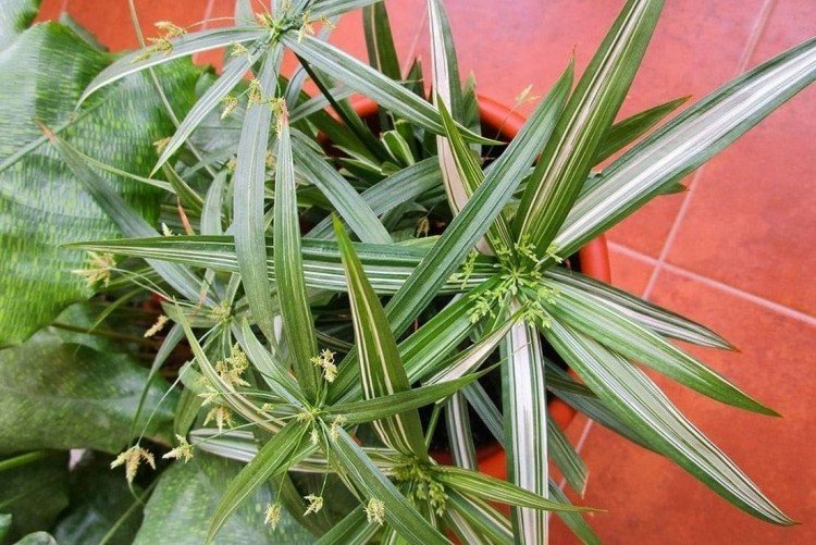 Циперус – фото