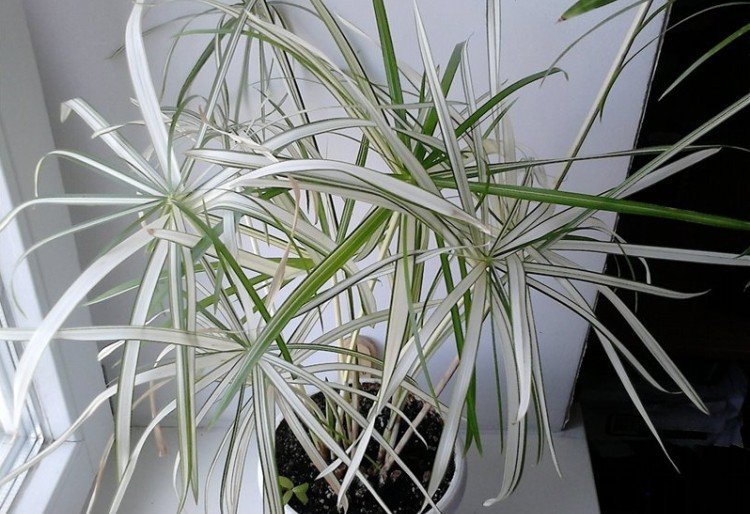 Циперус – фото