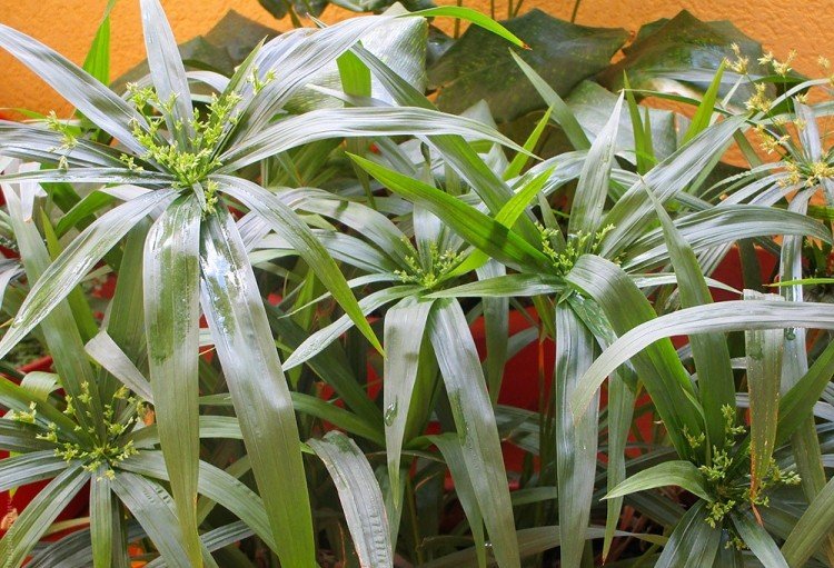 Циперус – фото