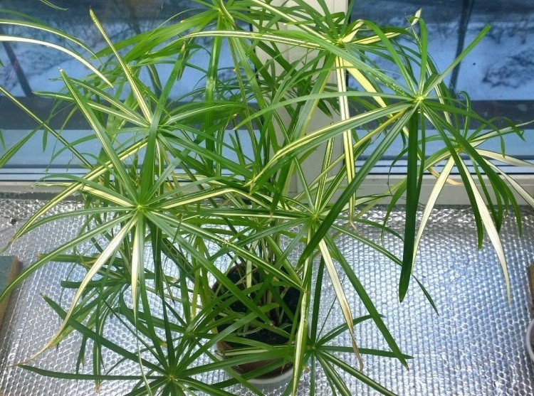 Циперус – фото