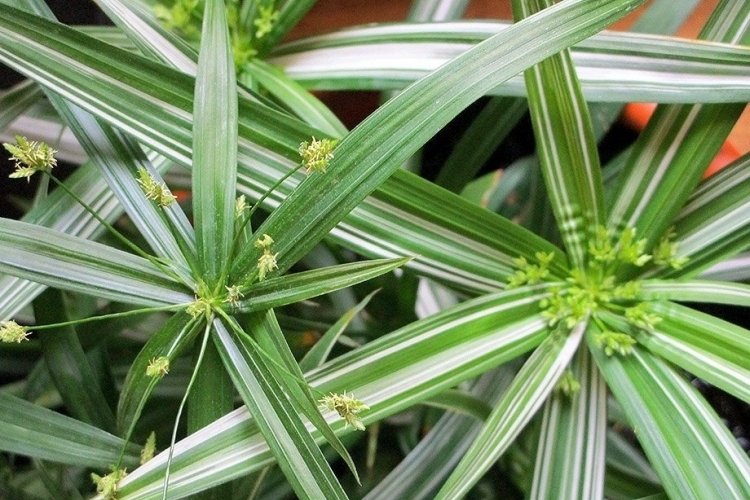 Циперус Вариегата