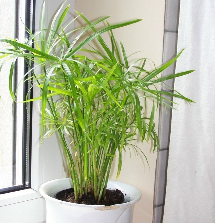 Циперус – фото