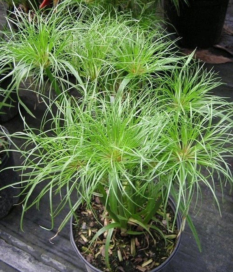 Циперус – фото