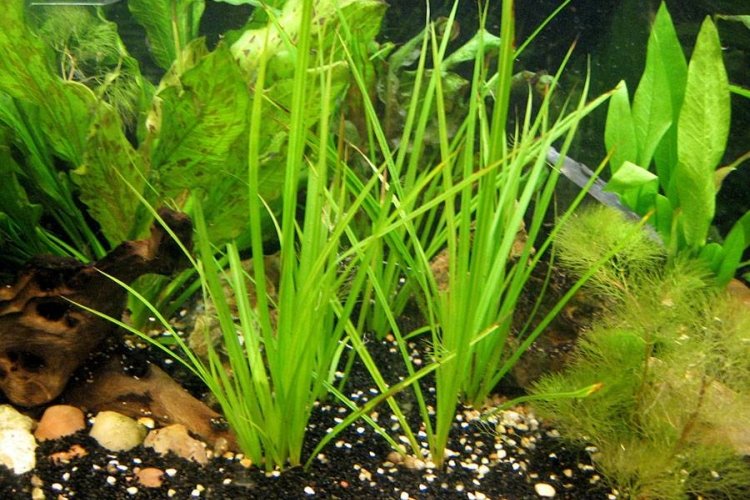 Циперус Хелфера