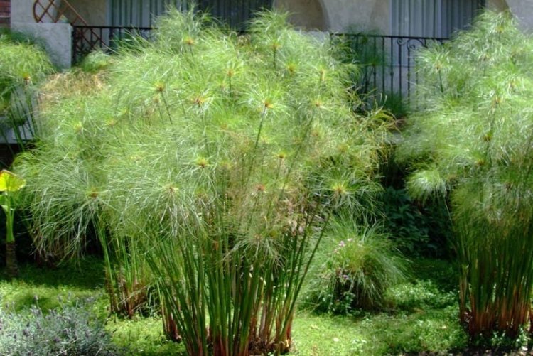 Циперус Папирус