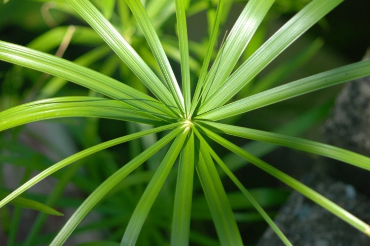 Температура