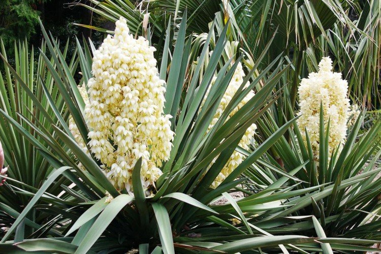 Юкка (60 фото): виды, уход и выращивание в открытом грунте