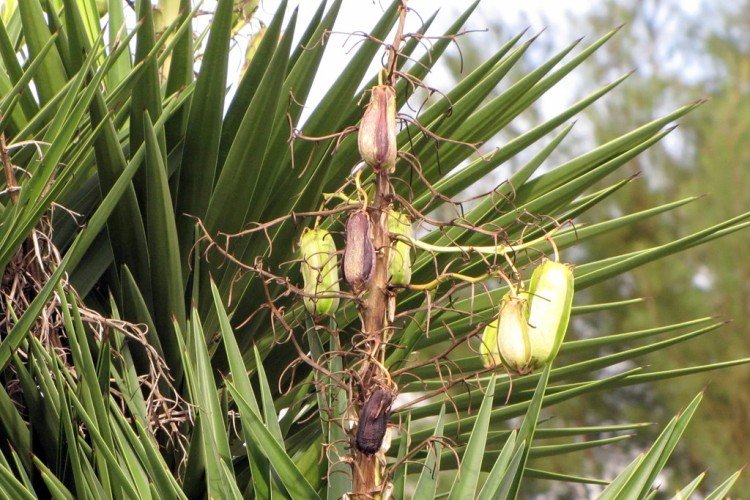 Ягодная юкка