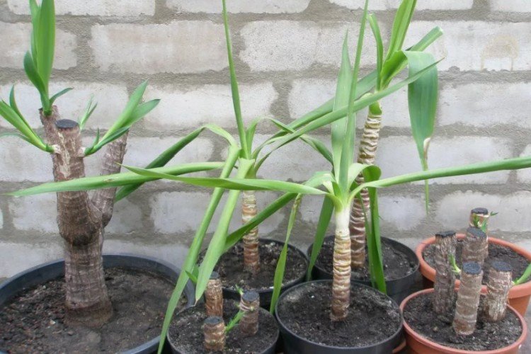 Размножение и посадка юкки